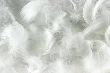 Feathers from waterfowl