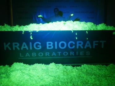 Small-Portion-of-Recombiant-Spider-Silk-Cocoon-Harvest-March-2026