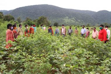 Dibella is the initiator of the "Organic Cotton" pilot project