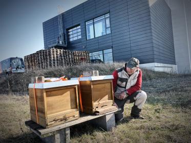 Weitblick startet artgerechtes Bienenprojekt
