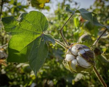 Material Change Index von Textile Exchange: Cotonea führende deutsche Marke für biologische und faire Baumwolle im Nachhaltigkeitsranking