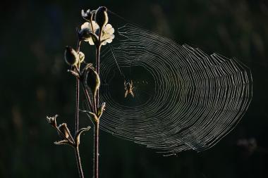 Bakterien, die Kunststoff essen und vielseitige Spinnenseide produzieren