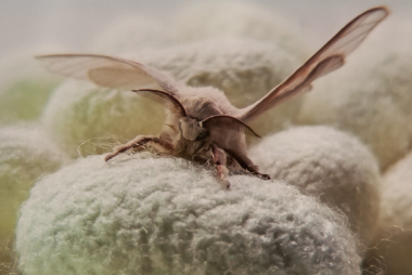 Kraig Biocraft Laboratories 