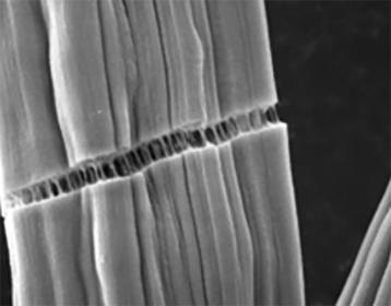 Mikroskopisch kleine „Bewehrungsstäbe“ verleihen einem neuartigen Kohlefasermaterial, das funktionalisierte einwandige Kohlenstoffnanoröhren enthält, zusätzliche Festigkeit. Ingenieure der Washington University haben das Herstellungsverfahren entwickelt, um das Abfallprodukt Lignin zu verwerten und die Kohlefaser für den Einsatz in der Automobil- und Energiebranche weiter zu verstärken.